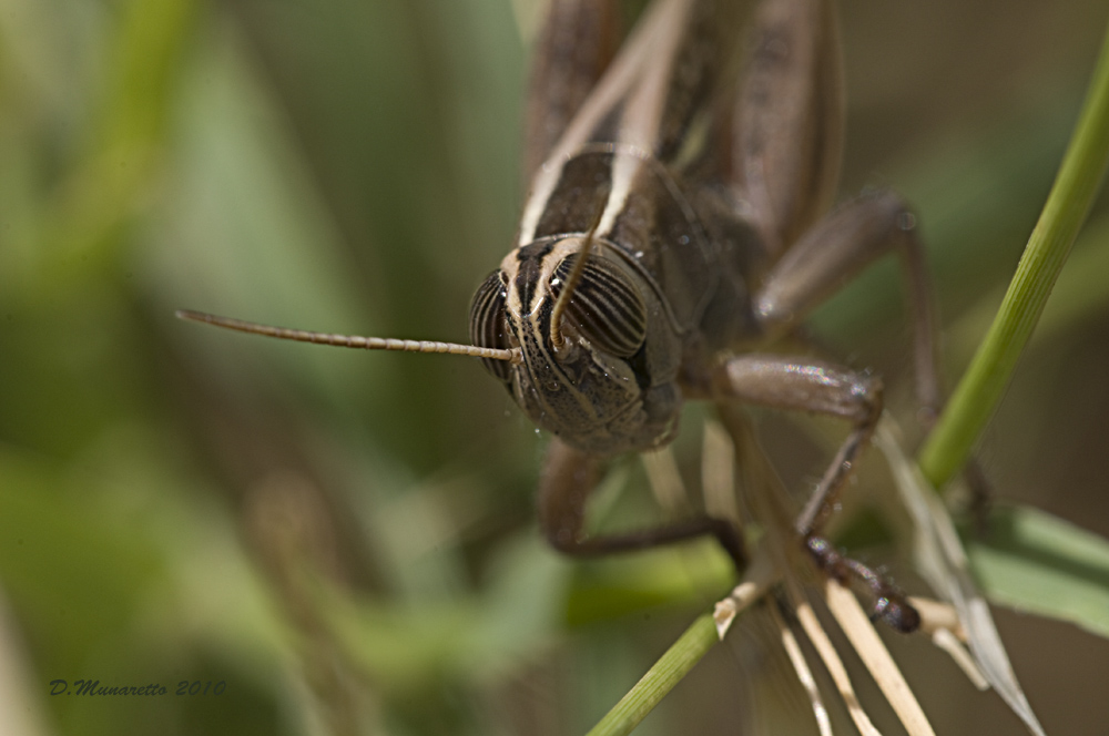 Testa di ...Cavalletta!